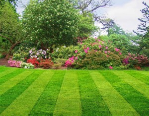 lawn-mowing-ann-arbor